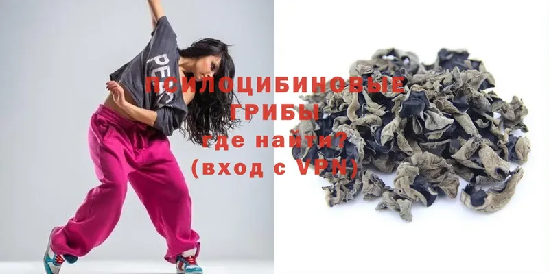 сколько стоит  Бузулук  Псилоцибиновые грибы Psilocybe 